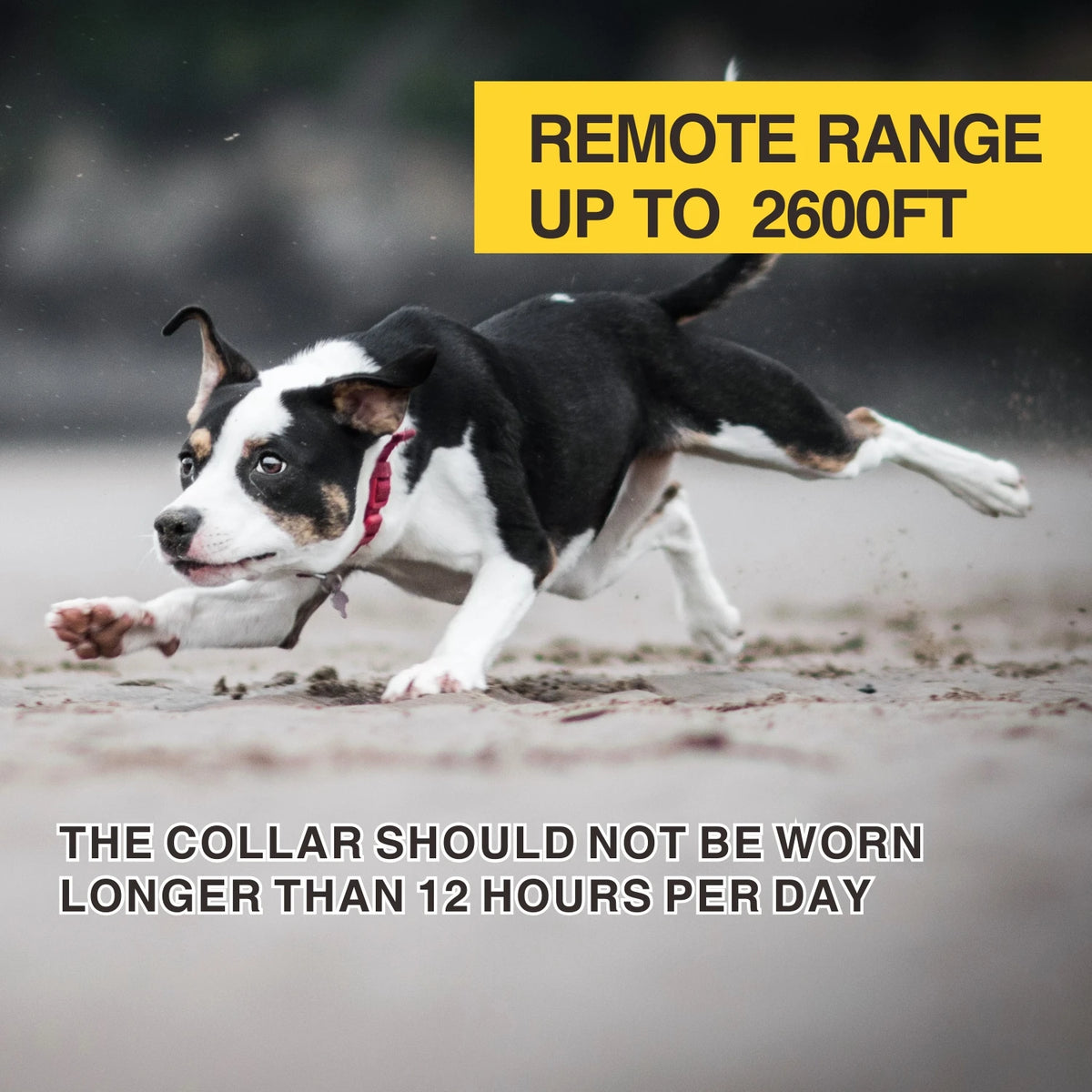 BH600R 2-in-1 Anti-Bark and Remote Dog Training Collar 1-3 Dogs 1000m