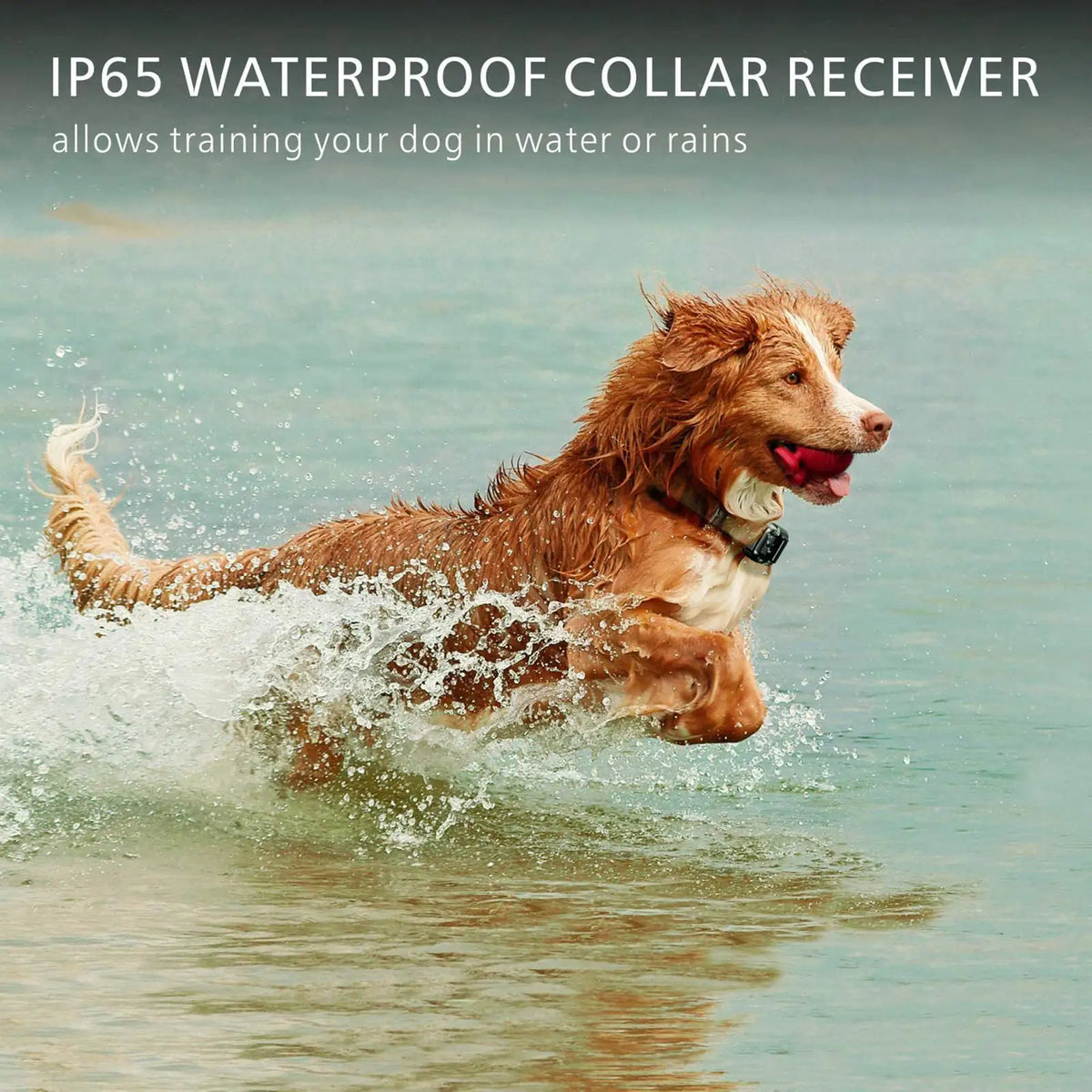 Remote Dog Training E-Collar 3